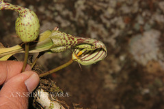Ceropegia decaisneana